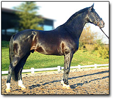 Warmblood stallion GATSBY - CLICK TO VIEW!